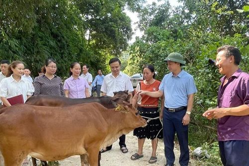 Tuyên Quang: Trao hỗ trợ bò giống sinh sản tại huyện Hàm Yên