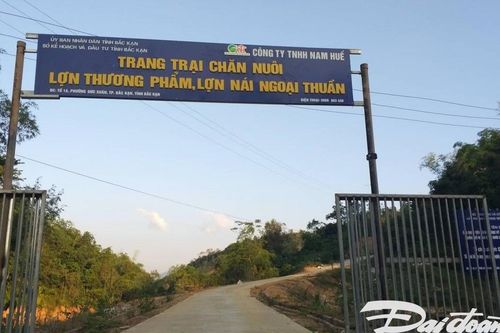 Bắc Kạn giảm triệt để dự án chăn nuôi lợn chưa đủ điều kiện