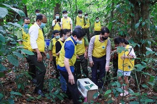 Hợp tác cứu hộ linh trưởng quý hiếm tại Vườn quốc gia Cúc Phương