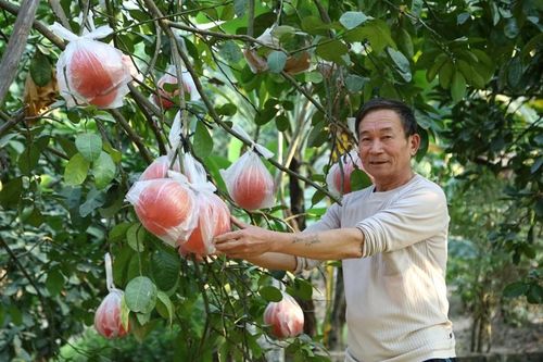 Nhiều người dân Hà Nội có thu nhập cao từ trồng một loại quả
