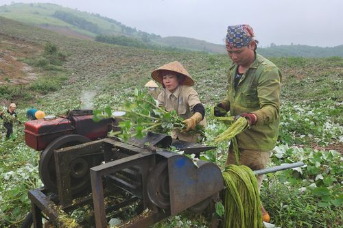 Người dân Thanh Hóa vỡ mộng vì 'cây làm giàu'