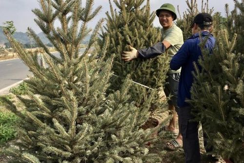 Lào Cai: Cây thông tươi của Nga chơi Tết Noel bán giá phải chăng nhưng tiêu thụ chậm