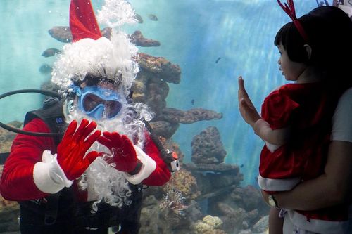 'Ông già Noel' quấn chì vào bụng, nhào lộn cùng đàn cá trong bể kính