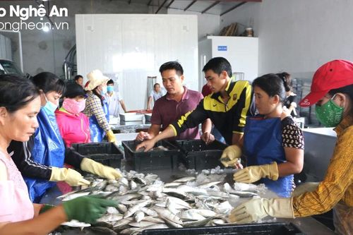 Nghệ An sẽ thu hút các cơ sở nhỏ lẻ vào 5 khu chế biến hải sản tập trung
