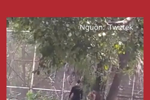 Người đàn ông say rượu nhảy vào chuồng sư tử