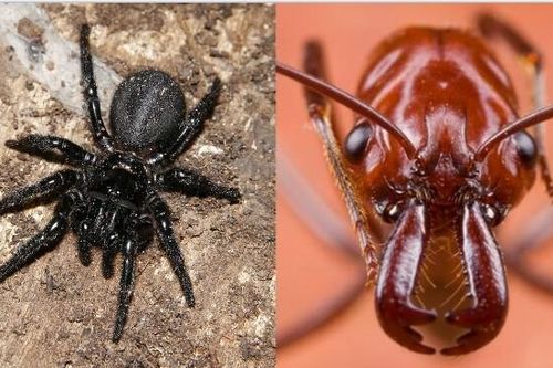 Vì sao Australia là nơi trú ngụ của hàng loại loài động vật có nọc độc? Chuyên gia cũng choáng váng trước số lượng khủng