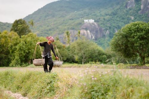Thanh bình mùa gặt ở Tà Pạ