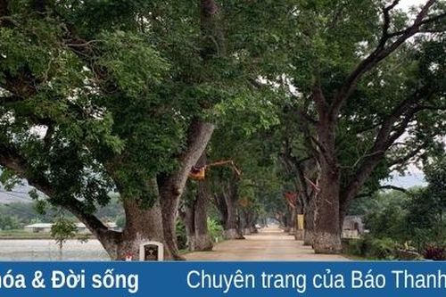 Chiêm ngưỡng hàng cây xà cừ trên 100 năm tuổi