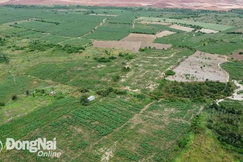 Các hộ dân bắt đầu trả lại đất bị chiếm dụng trồng khoai mì cho dự án Sân bay Long Thành