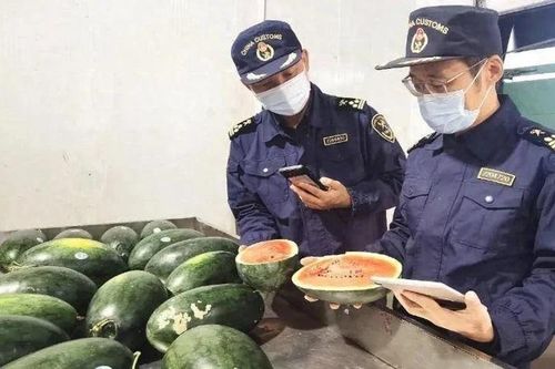 Trung Quốc thông báo nhập khẩu chính ngạch dưa hấu Việt Nam