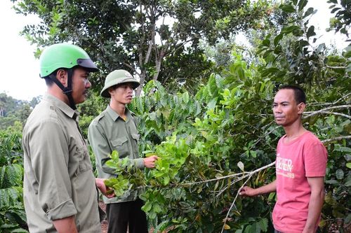 Kbang triển khai nhiều mô hình khuyến nông hiệu quả