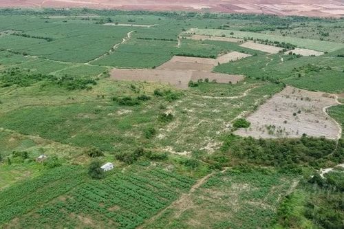 Hoàn trả diện tích đất dự án sân bay Long Thành bị chiếm dụng để trồng khoai mì