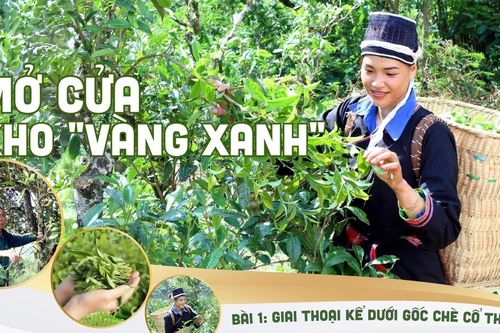 Bài 1: Giai thoại kể dưới gốc chè cổ thụ