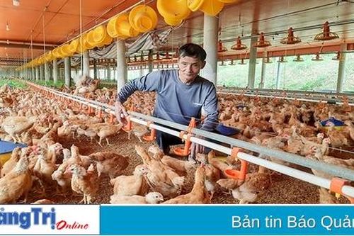 Ông Nguyễn Xuân Hoài nuôi gà mỗi năm lãi 600 triệu đồng