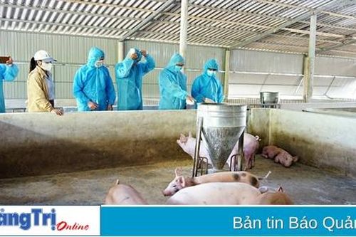 10 xã, phường, thị trấn có dịch tả lợn Châu Phi đã qua 21 ngày không phát sinh trường hợp mới