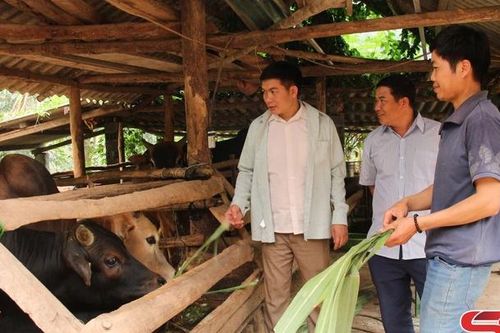 Quỳnh Nhai phát triển chăn nuôi đại gia súc