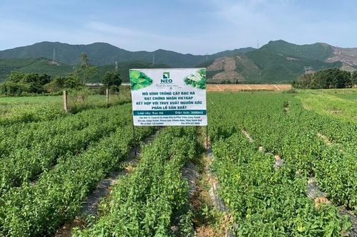 Sớm quy hoạch vùng nguyên liệu và phát triển các sản phẩm dược liệu