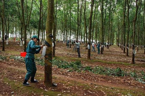 Đẩy nhanh tiến độ xây dựng nhà máy chế biến cao su tại Điện Biên