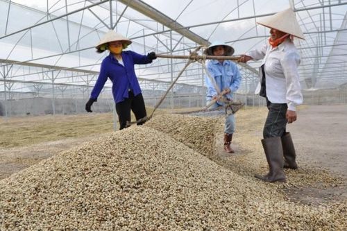 Cà phê Gia Lai giữ vững đà tăng trưởng
