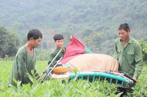 Về tả ngạn Con Cuông xem người dân trồng chè VietGAP, phát triển nông nghiệp hàng hóa