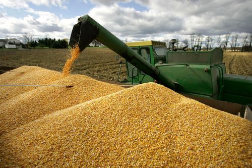 Việt Nam nhập khẩu gần 7 tỷ USD nguyên liệu thức ăn chăn nuôi năm 2023