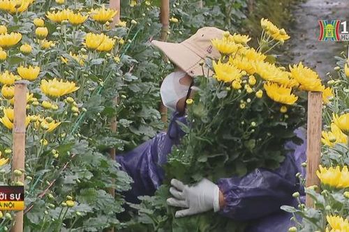Làng hoa Tây Tựu gặp khó trong sản xuất và tiêu thụ