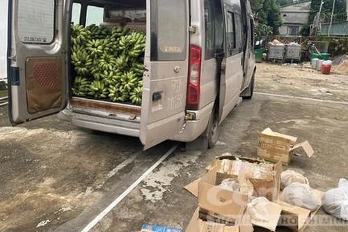 Phát hiện lượng lớn động vật quý hiếm ngụy trang trong ô tô chở chuối