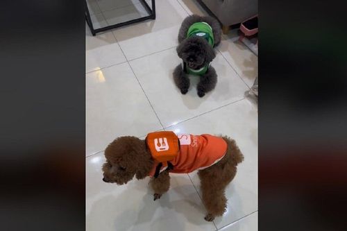 Hai 'shipper' siêu lười nhưng đáng yêu hết nấc