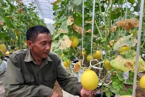Các vùng rau an toàn mang lại nhiều lợi ích cho nông dân