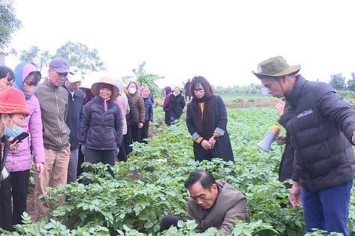Khoai tây Julinka vụ đông đạt năng suất hơn 20 tấn/ha