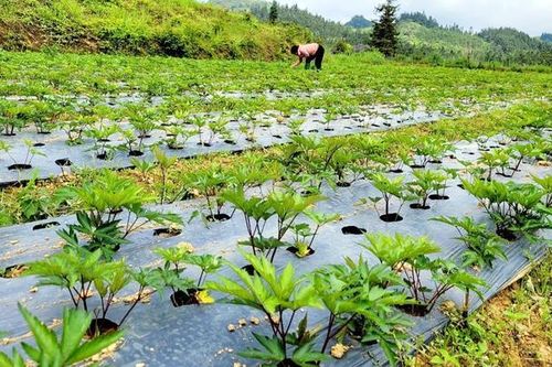 Nhiều gia đình dân tộc thiểu số có 'của ăn của để' nhờ trồng cây dược liệu