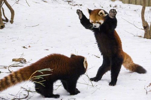 Kỳ lạ, gọi là gấu trúc nhưng di truyền không liên quan đến loài gấu trúc lớn