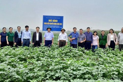 Mô hình trồng khoai tây chất lượng cao