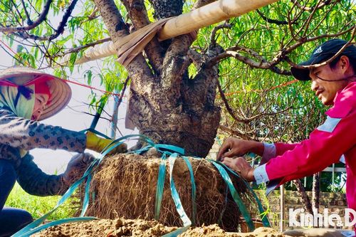 Trồng gốc đào thuê, người nông dân kiếm tiền triệu mỗi ngày