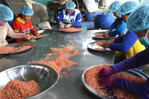 Nghề tôm khô Cà Mau thành Di sản văn hóa phi vật thể quốc gia