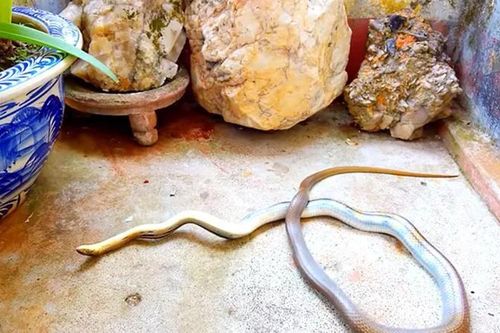 Loài rắn 'hổ báo' hung hăng, giả chết điêu luyện: Việt Nam đầy rẫy!