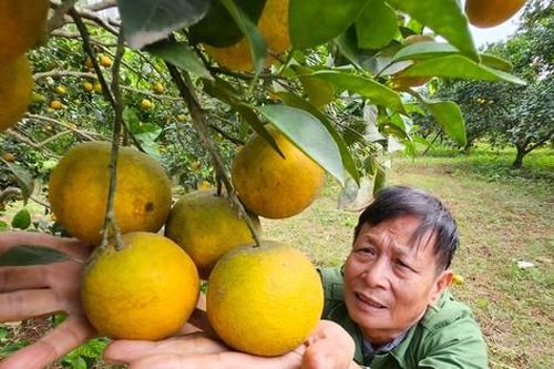 Kiếm tiền tỷ mỗi năm nhờ trồng cam đặc sản bán dịp Tết