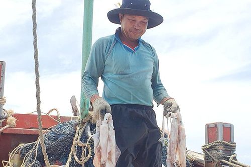 Đổi mới dự báo ngư trường nâng cao sản lượng khai thác hải sản