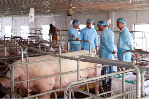 Ninh Thuận kiểm soát chặt chẽ nguồn cung thực phẩm an toàn