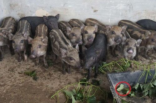 Anh nông dân thu 1 tỷ đồng mỗi năm nhờ nuôi lợn kiểu 'lạ'