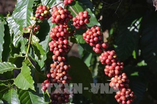 Tập đoàn cà phê Mercon nộp đơn xin bảo hộ phá sản