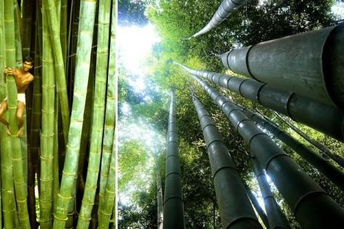 Bí ẩn về loài tre khổng lồ, có thể cao hơn tòa nhà 10 tầng