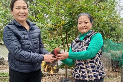 Thái Bình: Làn gió mới từ mô hình '10 giúp 1' hỗ trợ hội viên thoát nghèo