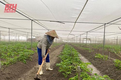 Hình thành vùng chuyên canh cây trồng hiệu quả kinh tế cao