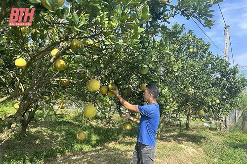 Xây dựng các vùng trồng cây ăn quả bền vững