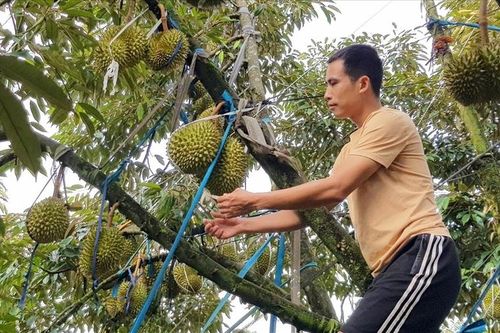 Vực dậy sau 'cú sốc' hồ tiêu-Kỳ 3: Cơ hội ngay trên chính quê mình
