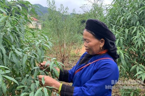 Nông dân tích cực chăm sóc đào phục vụ thị trường tết