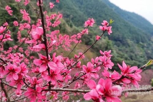 Những mùa hoa ở Mẫu SơnTin khác