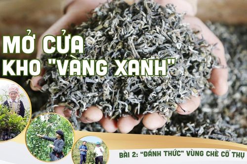 Bài 2:'Đánh thức' vùng chè cổ thụ