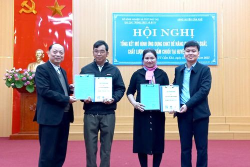 Nâng cao năng suất, chất lượng sản phẩm chuối tại huyện Cẩm Khê